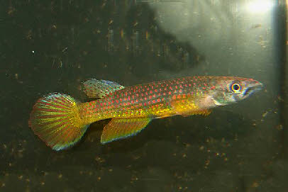 Epiplatys sp.sindara