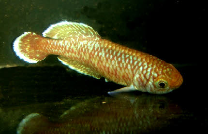 Nothobranchius rubroreticulatus