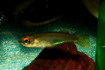 Plataplochilus mimus