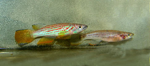 Epiplatys ansorgii