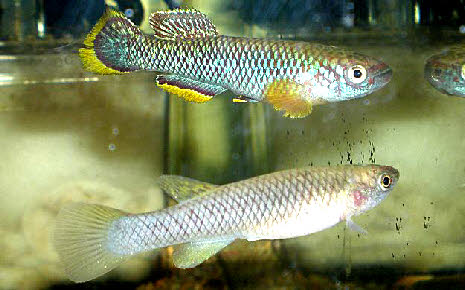 Fundulopanchax cinnamomeus