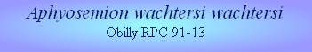 Aphyosemion wachtersi wachtersi
Obilly RPC 91-13