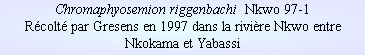 Chromaphyosemion riggenbachi  Nkwo 97-1
Récolté par Gresens en 1997 dans la rivière Nkwo entre Nkokama et Yabassi