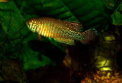 Simpsonichthys santanae