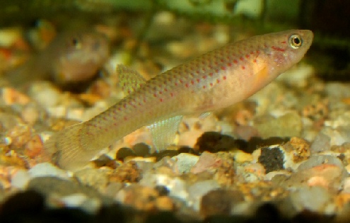 Aphyosemion heinemanni