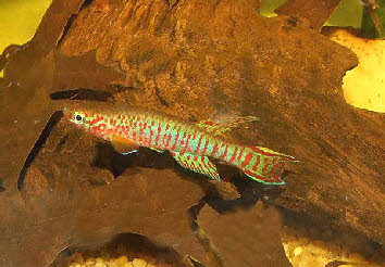 Aphyosemion kekemense Aphyosemion kekemense