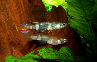 Pseudepiplatys annulatus