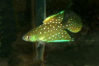 Spectrolebias chacoensis