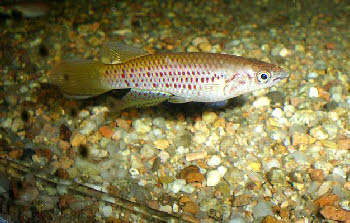 Epiplatys  sp.Coyah