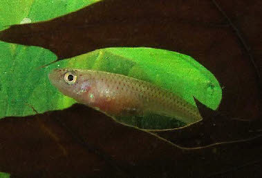 Aphyosemion sp.Lake Mai Ndombe