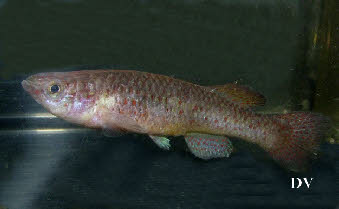 Fundulopanchax gardneri gardneri Temelu
