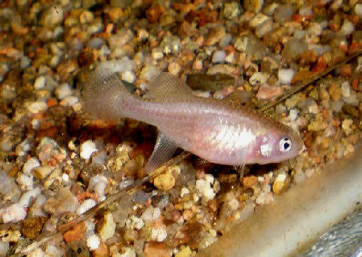 Nothobranchius rachovii