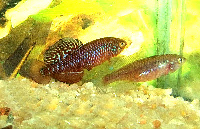 Nothobranchius  rosenstocki
