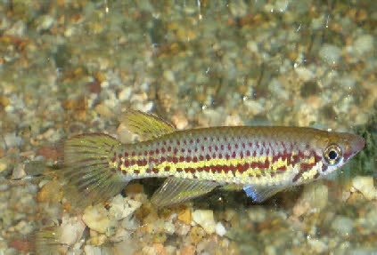 Epiplatys chevalieri