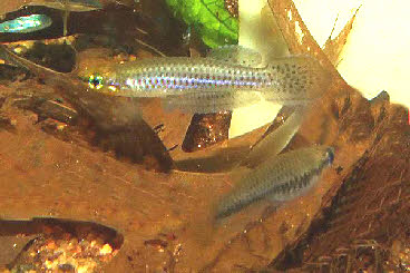 Aphyoplatys duboisi 