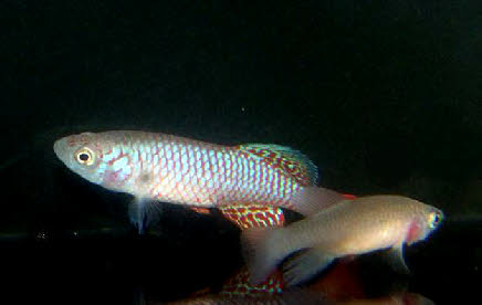 Nothobranchius watters