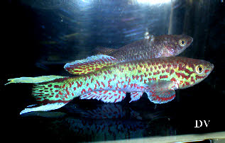 Fundulopanchax gardneri gardneri Nsukka