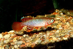 Nothobranchius flammicomantis