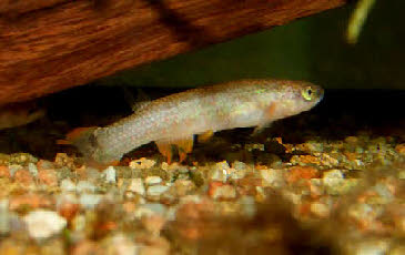 Laimosemion  rectocaudatus