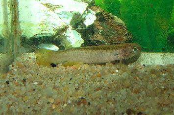 Cynodonichthys azurescens 