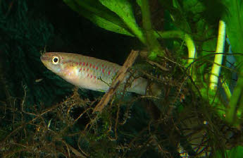 Aphyosemion chauchei