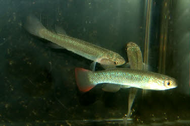 Fundulus sciadicus 