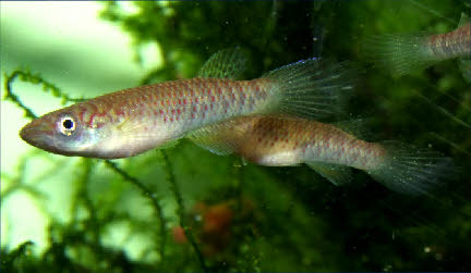 Epiplatys olbrechtsi