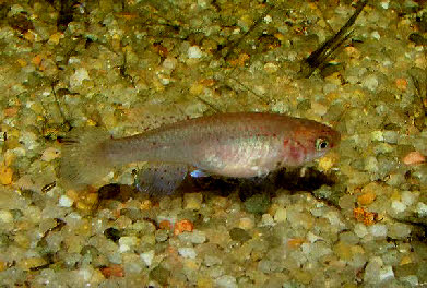 Fundulopanchax walkeri sp.IR AS 2012 Fundulopanchax walkeri sp.IR AS 2012