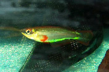 Plataplochilus mimus