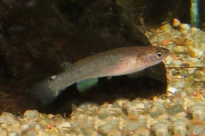 Anablepsoides iridescens