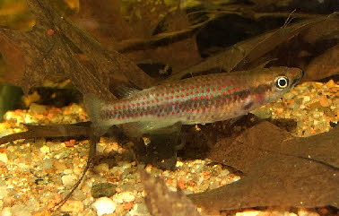 Epiplatys lamottei