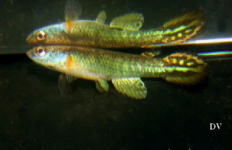 Anablepsoides(Rivulus) obscurus