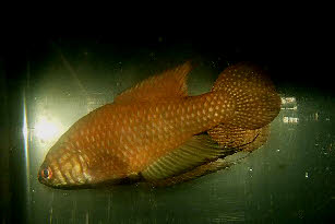 Simpsonichthys espinhacensis