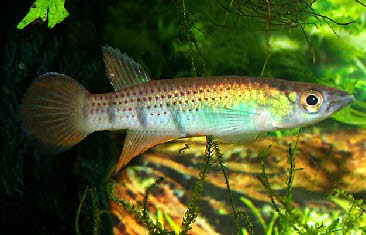 Epiplatys infrafasciatus Zenkeri