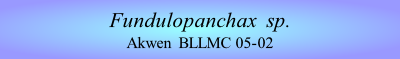 Fundulopanchax  sp.
Akwen  BLLMC 05-02

