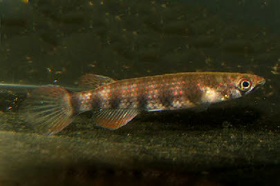 Epiplatys sp.sindara