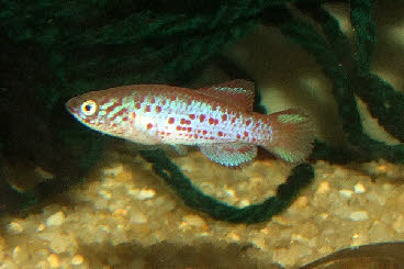 Pronothobranchius seymouri