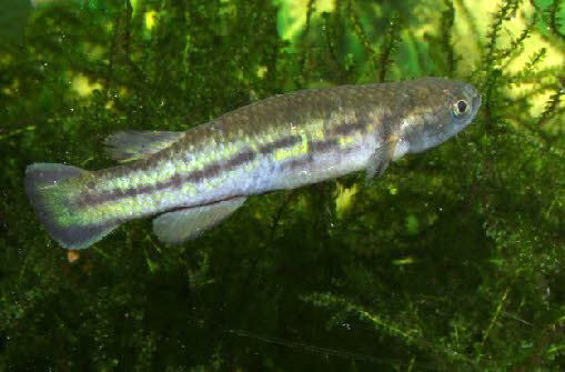 Cynodonichthys(Rivulus) weberi