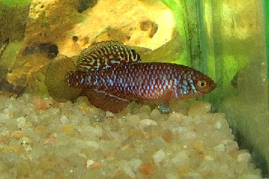 Nothobranchius  rosenstocki