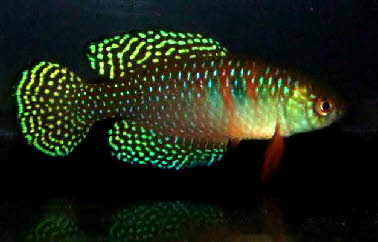 Hypsolebias(Simpsonichthys) magnificus