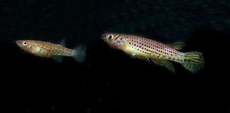 Epiplatys singa