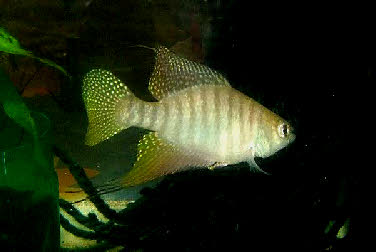 Hypsolebias flagellatus