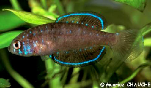 Spectrolebias costai