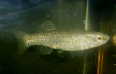 Aphanius fasciatus