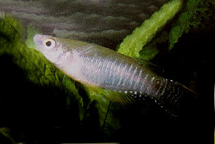 Aplocheilichthys spilauchen