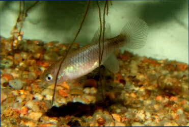 Nothobranchius flammicomantis Nothobranchius flammicomantis