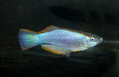 Procatopus similis