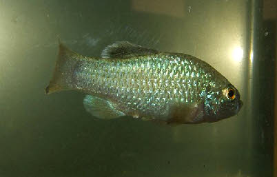 Cyprinodon veronicae