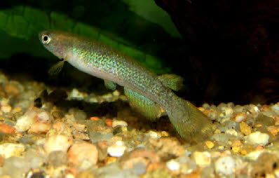 Rivulus aff. cearensis