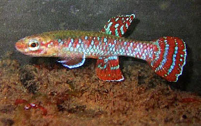 Diapteron seegersi 